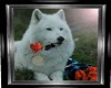 White Wolf with Roses