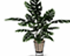ha. Classy Floor Plant
