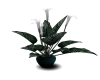 White Potted plant