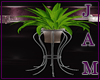 J!:Rella Plant
