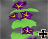 [RC] Purpleglory