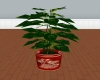 Rose Pot & Plant