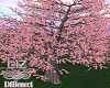 Spring Sakura Tree Der.