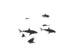 Animated Circling Sharks