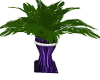 Wedding Plant Purple Vas