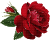 Rose sticker
