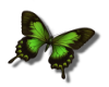 small butterfly Green L