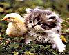 Kitten & Baby Chick