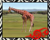 Safari Giraffe 2D