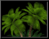 Persian night palm