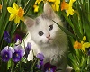 Kitty In Flowers