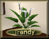 [my]Trendy Bonzai Lily