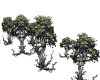 9 Dead Trees w Ivy