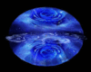 Blue Rose Dome