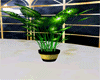 K~Gold plant
