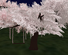 Sakura Tree Swing