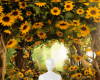 Sunflower Background
