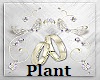 Z Wedding Plant