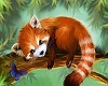 red panda room