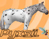 LeopardAppaloosa(pet)