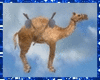 Desert Animated Camel