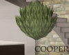 !A plant  home