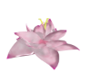 Cataleya decoration