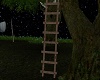 (X) Summer long ladder