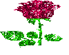 animated rose