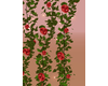 Rose vine red
