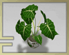 [drv]. Alocasia Plants