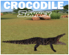 Crocodile