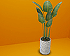 Minimalist Plant