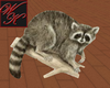 {WK}flashes rudey racoon