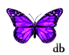 db butterfly purple