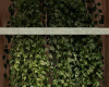 Wall Planta Ivy