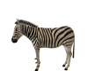 Animated Zebra