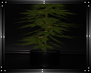 Neon nights weed plant