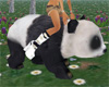 adorable panda bear ride