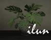 Monstera Plant