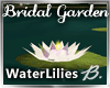 *B* Bridal Garden Lilies