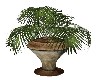 POTTED PALM 