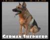 *German Shepherd