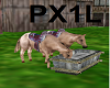 [PX1L]Horses Drinking