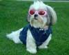 Dog - Shih Tzu & Glasses