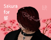 Sakura for Qin
