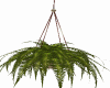 hanging fern plant