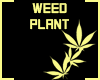 Marijuana 4 Yu