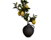 Lemon Plant Black