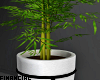 Indoor Bamboo